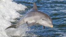 Noosa Dolphin Safari - Noosaville